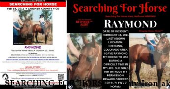 SEARCHING FOR HORSE Mighty Iron aka Raymond , REWARD  Near Berthoud, CO, 80513